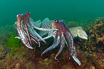 Two male Common cuttlefish (Sepia officinalis) compete for a female (on right) during courtship, Torbay, Devon, UK, May. 2020VISION Exhibition. 2020VISION Book Plate. Did you know? Cuttlefish have an...