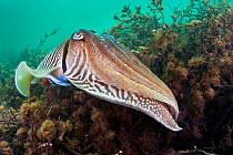 Male Common cuttlefish (Sepia officinalis) in striped breeding colouration, guarding a female as she lays eggs within the seaweeds. Babbacombe Bay, Torbay, Devon, UK, May spawning period. Did you know...