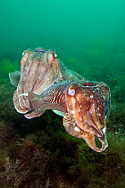 Male Common cuttlefish (Sepia officinalis) caressing a female during courtship, Babbacombe Bay, Torbay, Devon, UK, May