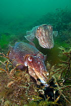 Female Common cuttlefish (Sepia officinalis) laying black eggs amongst seaweed, while male stands guard, Babbacombe, Torbay, Devon, UK, May