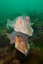 Pair of Common cuttlefish (Sepia officinalis), male behind caressing female during spring spawning season, This pair have already mated and the male is guarding the female (from other males) as she la...