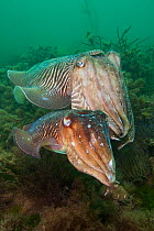 Pair of Common cuttlefish (Sepia officinalis), female in front of male, during spring spawning season, Babbacombe Bay, Torbay, Devon, UK, May