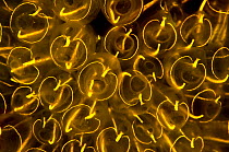 Light-bulb sea squirts (Clavelina lepadiformis), a colonial filter feeding invertebrate, fluoresce orange when photographed under deep blue light. Shetland Islands, Scotland, UK, June. Did you know? L...
