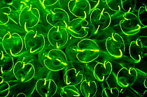Light-bulb sea squirts (Clavelina lepadiformis), a colonial filter feeding invertebrate, fluoresce green when photographed under deep blue light. Shetland Islands, Scotland, UK, June. Did you know? Se...