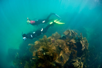 Two snorkellers exploring underwater, Man O War Bay, Dorset, UK, August