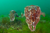 Pair of Common cuttlefish (Sepia officinalis), female in foreground and male behind, note circular mating scars on female caused by the males suckers, Babbacombe Bay, Torbay, Devon, UK, May. Did you k...