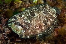Topknot (Zeugopterus punctatus) camouflaged, resting on bed of seaweeds, Babbacombe Bay, Devon, England, UK, April