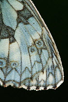 Marbled white butterfly (Melanagria galathea) detail of wing pattern, Powerstock Common DWT reserve, Dorset, UK, July
