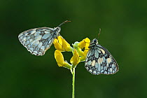 Two Marbled white butterflies (Melanagria galathea) resting on Meadow vetchling (Lathyrus pratensis), Powerstock Common DWT reserve, Dorset, UK, July