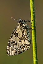 Marbled white butterfly (Melanagria galathea), Powerstock Common DWT reserve, Dorset, UK, July