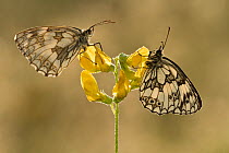 Two Marbled white butterflies (Melanagria galathea) resting on Meadow vetchling (Lathyrus pratensis), Powerstock Common DWT reserve, Dorset, UK, July