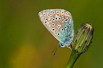 Common blue butterfly (Polyommatus icarus) resting on Hawkweed bud, Powerstock Common DWT reserve, Dorset, UK, May