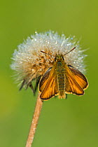 Small skipper butterfly (Thymelicus sylvestris) resting on seedhead, Powerstock Common DWT reserve, Dorset, UK, June