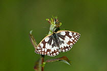 Marbled white butterfly (Melanagria galathea), Powerstock Common DWT reserve, Dorset, UK, July