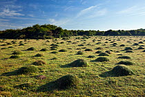 Grass covered anthills in ancient chalk grassland at dawn, Parsonage Down NNR, Wiltshire, UK, June 2011