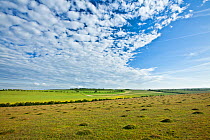 Grass covered anthills in ancient chalk grassland, Parsonage Down NNR, Wiltshire, UK, June 2011