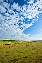 Grass covered anthills in ancient chalk grassland, Parsonage Down NNR, Wiltshire, UK, June 2011