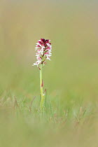 Burnt tip orchid (Neotinea ustulata) flowering on chalk downland, Parsonage Down NNR, Wiltshire, UK, June