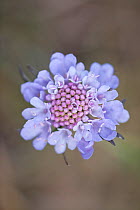 Small Scabious (Scabiosa columbaria) flower, Parsonage Down NNR, Wiltshire, UK, June