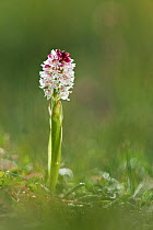 Burnt tip orchid (Neotinea ustulata) flowering on chalk grassland, Parsonage Down NNR, Wiltshire, UK, June