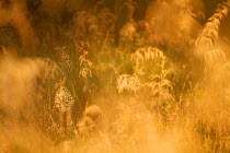 Spider's web in dawn light in meadow, Powerstock Common DWT reserve, Dorset, UK, July