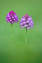 Pyramidal Orchid (Anacamptis pyramidalis), Hardington Moor NNR, Somerset, UK, July