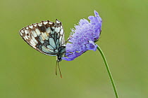 Marbled White Butterfly (Melanagria galathea) resting on Small Scabious (Scabiosa colombaria) flower, Badbury Rings, Dorset, UK, July. Did you know? The marbled white is actually a strikingly coloured...