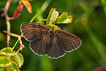 Ringlet butterfly (Aphantopus hyperanthus) UK