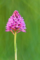 Pyramidal Orchid (Anacamptis pyramidalis), Hardington Moor NNR, Somerset, UK, June