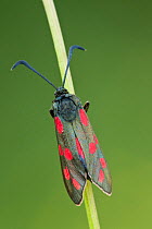 Six-spot burnet moth (Zygaena filipendulae) at rest, Hardington Moor NNR, Somerset, UK, June