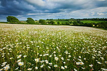 Traditionally managed wildflower meadow with Ox-eye daisy (Leucanthemum vulgare), Hardington Moor NNR, Somerset, UK, June