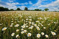 Traditionally managed wildflower meadow with Ox-eye daisy (Leucanthemum vulgare), Hardington Moor NNR, Somerset, UK, June 2011