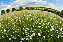 Traditionally managed wildflower meadow with Ox-eye daisy (Leucanthemum vulgare), Hardington Moor NNR, Somerset, UK, June 2011, fish-eye lens