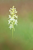 Greater Butterfly Orchid (Platanthera chiorantha), Hardington Moor NNR, Somerset, UK, May