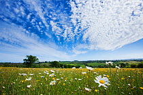Traditionally managed wildflower meadow with Ox-eye daisy (Leucanthemum vulgare), Hardington Moor NNR, Somerset, UK, May 2011