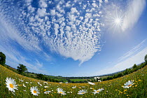 Traditionally managed wildflower meadow with Ox-eye daisy (Leucanthemum vulgare), Hardington Moor NNR, Somerset, UK, May 2011, fish-eye lens. Did you know? Ox-eye daisies used in Medieval times to tre...