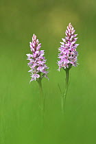 Common-spotted Orchid (Dactylorhiza fuchsii), Powerstock Common DWT reserve, Dorset, UK, May