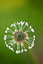 Ribwort Plantain (Platago lanceolata) flower from above, Hardington Moor NNR, Somerset, UK, May