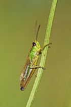 Meadow grasshopper (Chorthippus parallelus) camouflaged on Plantain stem, Hardington Moor NNR, Somerset, UK, June
