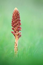 Greater broomrape (Orobanche rapum genistae), Coombe Bissett Down, Wiltshire, UK, May