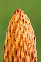 Detail of Greater broomrape (Orobanche rapumgenistae) flower, Coombe Bissett Down, Wiltshire, UK, May