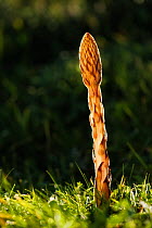 Greater broomrape (Orobanche rapumgenistae), Coombe Bissett Down, Wiltshire, UK, May