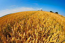 Field of Wheat, fish-eye lens, with Halnaker Windmill in the background, Chichester, South Downs National Park, Sussex, England, UK, July 2011