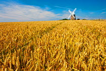 Field of Wheat with Halnaker Windmill in the background, Chichester, South Downs National Park, Sussex, England, UK, July 2011