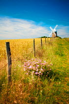 Fence bordering field of Wheat and track with Halnaker Windmill in the background, Chichester, South Downs National Park, Sussex, England, UK, July 2011, 01367057 is monochrome copy of this image