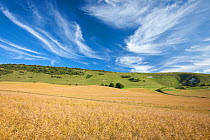 Wilmington Long Man and Wilmington Hill with crop field in foreground, South Downs National Park, Sussex, England, UK, July 2011