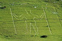 Wilmington Long Man on Wilmington Hill, a chalk figure cut into the hillside in the 16th century, South Downs National Park, East Sussex, England, UK, July 2011