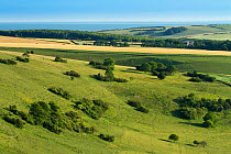 View of rolling chalk downland from Wilmington Hill, Wilmington, South Downs National Park, East Sussex, England, UK, July 2011