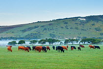 Cattle grazing in the Cuckmere Valley at dawn with chalk white horse cut into hill in the background, Litlington, South Downs National Park, East Sussex, England, UK, July 2011