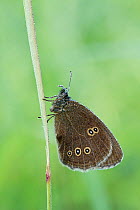 Ringlet butterfly (Aphantopus hyperanthus) with wings closed, Somerset Levels, UK, July